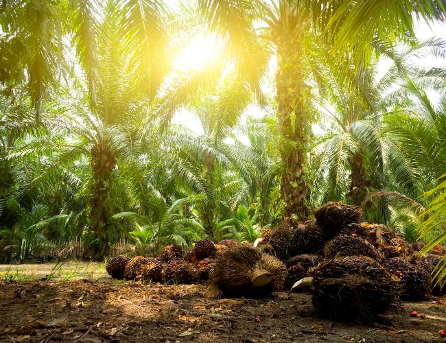 Strategi Pajak Untuk Industri Kelapa Sawit